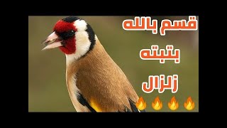 بتبتة مزلزلة للتهييج الحسون الصامت 🔥 اللهم بارك 💪 chardonneret chant du mâle chaud