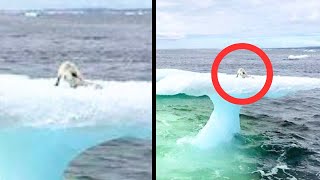 Fishermen Think They Found a Seal on a Floating Iceberg, Until They Get Closer and Realize They are!