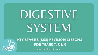 What makes up the Digestive System, structure & how it works  -  Biology Revision (Years 7, 8 & 9)