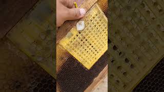 Nicot Queen Rearing Kit I Bought it from Maanlake US Aman Ravi Kant #honeybee #queenrearing #beefarm