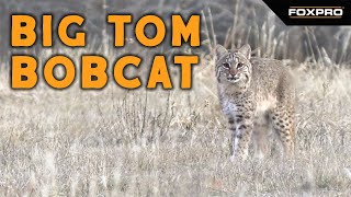 Big Tom Bobcat Gets Smoked