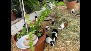 Guinea pigs love butter or not on their bread