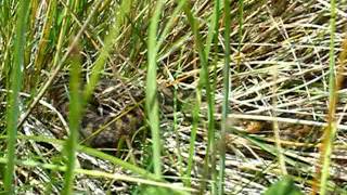 Adder (Vipera berus) in Cornwall...Up close!