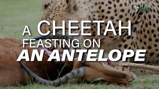 Cheetah Feasting On An Antelope In Maasai Mara National Park | 6 Cheetah Facts You Did Not Know