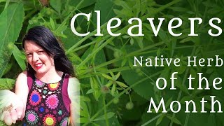 Cleavers - Irish Herb of the Month ||Diary of a Ditch Witch