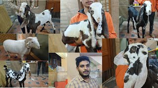 HYDERABADI GOATS🐐only for show Quality