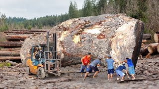 Amazing! Trembesi wood from Purwo plains for cafe table boards at sawmill