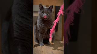 🐈🐈‍⬛ Best cat toys!