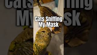 My cats were VERY interested in my mask & then indifferent. lol.  #cat #cats #bengalcat #mainecoon