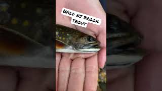 Brook Trout Fishing in NJ #shorts #youtubeshorts #brooktrout #trout #fishing