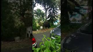 Wild Bison at my Home in Coonoor | Scary Indian Gaur at Residential Areas #shorts #mrnnm