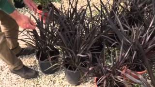 Phormium  “ Black Rage” – A Tough And Versatile Plant