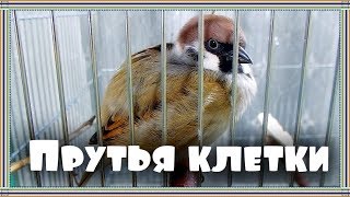 Вертикальные и горизонтальные прутья в клетке для попугая. Клетка для попугая.