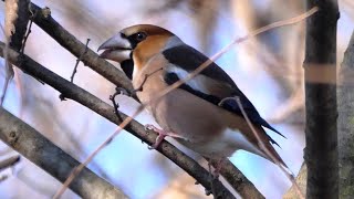 Frosoni sul bagolaro - Hawfinch on hackberry (Coccothraustes coccothraustes)