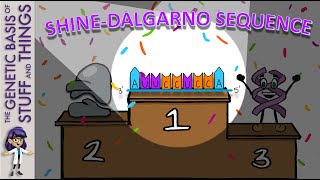 The Shine-Dalgarno sequence: The ribosome’s time to Shine