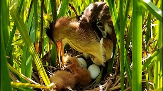 Baby Birds are Gentle at Eating | Mother Feeding Babies