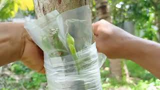 The natural banana hormone kept the mango tree multiplying its tree by one mango 🔥🔥