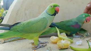 Adorable Talking Parrot Pair / Indian Ringneck Parrot Shafin and Alexandrine parrot love