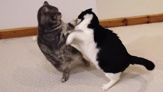 Cat Fight