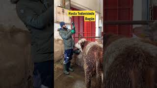 DELİ DANA TEDAVİSİNDE SONA GELDİK #hayvancılık #besicilik #simental #angus #kangal #tarım #buzağı