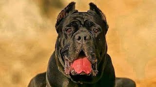 O Poder do Cane Corso | A fera Italiana