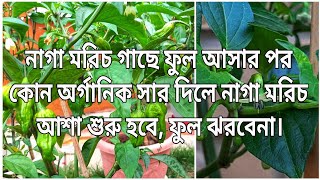 ফুল আসার পর নাগা মরিচ গাছে কি খাবার দিলে ফুল ঝরে পড়বেনা, ফলন হবে দিগুন || নাগা মরিচ গাছের পরিচর্যা