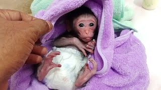 newborn baby monkey Love covered her self with blanket..