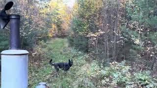 Relaxing fall POV tractor ride through the woods with Karma the GSD, guess what we find