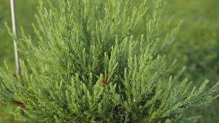 Giant Sequoia Update - Year 2 - It has grown quite a bit :)