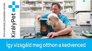 Így vizsgáld meg otthon a kedvenced - fb LIVE