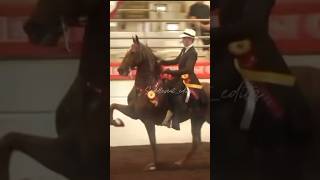 Showdown #horse #equestrian #saddleseat #saddlebred #champion #fivegaited