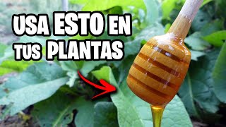 3 Usos INCREÍBLES de la MIEL para Huerto y Jardín 🍯 ¡Te SORPRENDERAN! | La Huerta de Ivan