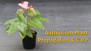 Anthurium plant propagation and care