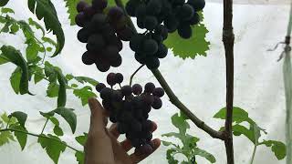 Сверхранний виноград- ШАРАДА UA (grapes Charade ua) #виноградшарада #velyki_grona #grapes #vineyard