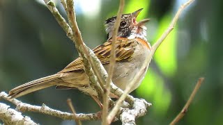 O Canto do TICO TICO para os Amantes dessa Espécie (Mariquita, Jesus Meu Deus, Gitica)