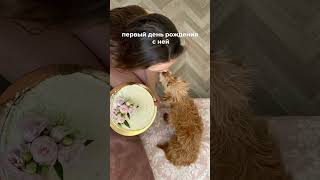 забрали собаку из приюта❤️ #vlog #tiktok #shorts #instagram