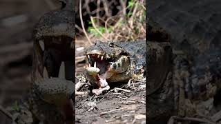 Caiman with a piece of his jaw hanging off! 😢 how do you think that could of happened?