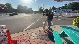 Cooper | 1.5 year old Golden Retriever | Off Leash k9 Training