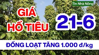 Giá tiêu hôm nay ngày 21/6/2024 đồng loạt tăng đến 1000 đồng