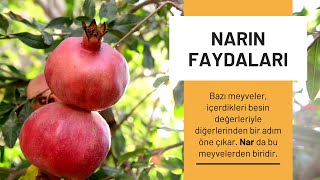 Narın Faydaları Nelerdir? Gençlik ve Güzellik Meyvesi Nar