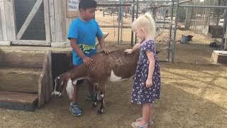 Visit to MacDonald's Ranch Pumpkin Patch, Scottsdale, AZ