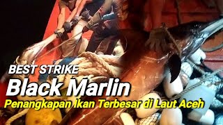 Ngeri,, Video Mancing Ikan Black Marlin Monster Di Laut Aceh