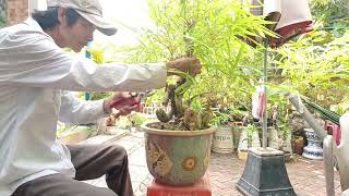 9/9/2024] ..tre ngà tre xanh bonsai đẹp. giá mềm..LH 0902781725