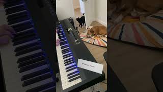 Soothing Piano for Cat and Dog | Sleep ePiano