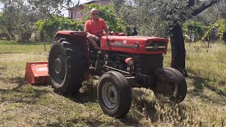 MASSEY FERGUSON 155 - trincia SICMA TRX 185 | PULIZIA ULIVETO