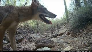 Desert Trail Cam, Tucson, AZ, July 2023 - Coyote catches a dove and everyone eats saguaro fruit.