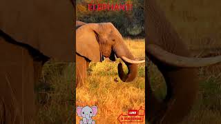 Adorable Elephant Enjoying a Snack 🐘🌿 | Wildlife Shorts