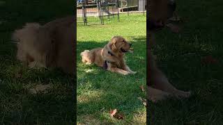 Cody the Lion in his natural habitat! #goldenretriever #codyjackson #dog #canalwalk #nature #cute