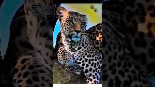 Leopard or Gepard ? | animal Sounds Wild Animals #shorts #wildlife #animals