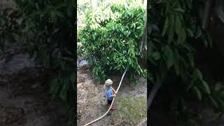 Toddler watering the plants part 2